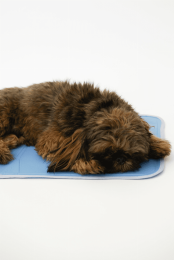 Cool Pet Pad (pack_case_count: 1)