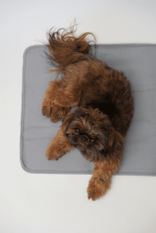 Thera-Pawz Warming Pad (pack_case_count: 1)