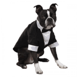 East Side Coll Yappily Ever After Groom Tux (size: medium)