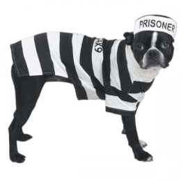 Casual Canine Prison Pooch Costume (pack_case_count: 1)