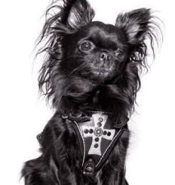 Gasparilla Harness (size: XS)