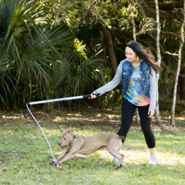 Flirt Pole V2 Dog Toy with Lure (size: Regular)